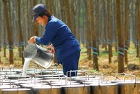 Cao su là mặt hàng tăng trưởng mạnh nhất trong các mặt hàng nông, lâm, thủy sản xuất khẩu. Ảnh: Dũng Minh.