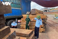 Các lực lượng chức năng bắt xe chở gỗ lậu..