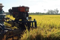 Dịch Covid-19 làm gián đoạn chuỗi cung ứng lúa hàng hóa trong quý III/2021