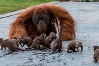 Rái cá làm bạn với đười ươi