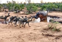 Đàn chó hoang ảo tưởng sức mạnh, thách thức cả loài động vật hoang dã "cục súc" nhất châu Phi
