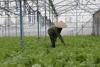Canh tác rau sạch theo tiêu chuẩn VietGap. (Ảnh: Vietnam+).