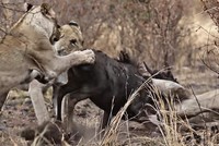 Nỗ lực không biết mệt mỏi, đấu tranh cho sự sống còn của linh dương đầu bò trước móng vuốt của bầy sư tử