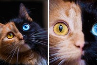Chú mèo có vẻ đẹp kỳ lạ, khuôn mặt như được dung hợp từ hai con mèo khác nhau