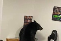 Gấu đen hơn 300 kg trèo cửa sổ đột nhập vào nhà người dân chỉ để đập duy nhất một món đồ rồi đi về