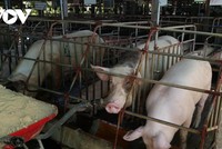 Giá lợn hơi tiếp tục tăng nhưng người chăn nuôi vẫn ngại tái đàn khi giá thức ăn chăn nuôi vẫn ở mức cao.