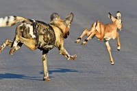 Mệt nhọc mới săn được mồi, chú chó hoang bị linh cẩu và báo săn nẫng tay trên