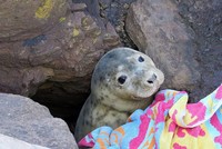 Bí ẩn đằng sau khuôn mặt ngơ ngác của chú hải cẩu con đang thò đầu qua khe đá