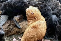 Chú hải cẩu đặc biệt, có tỷ lệ xuất hiện chỉ 1/100.000 