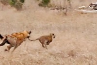 Kỹ năng gia truyền giúp báo con thoát khỏi nanh vuốt của linh cẩu