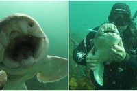 Chú "baby shark" khác lạ, thích gần gũi và được chơi đùa với con người
