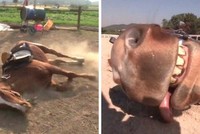 Chú ngựa mắc phải "căn bệnh lạ", cứ phải làm việc là lăn ra giả chết