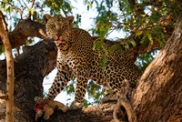 Đòn "trừng phạt" khủng khiếp của báo hoa mai dành cho gia đình nhà sư tử