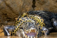 Đại chiến "long tranh hổ đấu" giữa trăn anaconda và cá sấu caiman