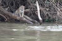 Báo đốm tưởng dễ dàng bắt nạt được rái cá thì bất ngờ bị "đánh úp"