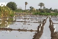 An ninh lương thực ở Trung Đông đáng báo động do tác động của đại dịch.