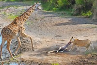 Trận chiến tranh giành sự sống cho đứa con vừa mới sinh giữa hươu cao cổ và sư tử