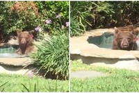 Đói thì ăn, khát thì uống rượu, mệt thì ngủ, hãy hưởng thụ cuộc sống như một chú gấu