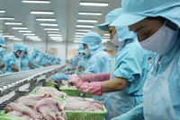 Cổ phiếu thủy sản qua cơn bĩ cực