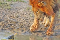 Chú rùa nhỏ đuổi cặp sư tử khỏi lãnh thổ