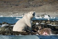 Gấu Bắc Cực phi cả người xuống nước để săn tuần lộc và thực trạng đáng buồn đằng sau đó
