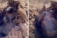 "Phê" như con tê tê tắm bùn