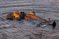 Khoảnh khắc cá mập lim dim trong vòng tay ấm áp của rái cá khiến những nhà khoa học hàng đầu cũng phải "bó tay" không thể giải thích