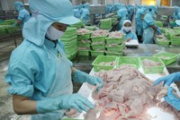 Doanh nghiệp thủy sản đang tăng tốc để tận dụng cơ hội thị trường cuối năm.