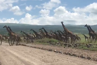 Cảnh tượng độc nhất vô nhị, một "binh đoàn" hươu cao cổ ùn ùn kéo nhau qua đường khiến giao thông bị tê liệt