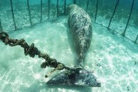 Sự thật đáng sợ vô tình được nhóm thợ lặn khám phá dưới đáy đại dương