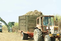 Giá bán tăng, biên lợi nhuận được cải thiện, cổ phiếu mía đường được kỳ vọng sẽ tiếp tục mang lại vị ngọt cho nhà đầu tư.