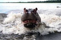 Vẻ mặt cực kỳ giận dữ của con hà mã mẹ.