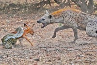 Đen đủi như con trăn, miếng ăn đến miệng còn bị linh cẩu "cướp" mất