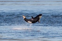 Hãy đón nhận nguồn năng lượng tích cực từ chú cá voi sát thủ "hạnh phúc nhất trên thế giới"