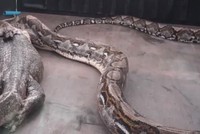 Kỳ đà sống sót "ngoạn mục" sau khi bị trăn Miến Điện khổng lồ nuốt chửng