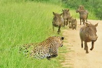 Lợn rừng đua tốc độ cùng báo hoa mai?