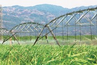 Các doanh nghiệp mía đường đang mở rộng vùng nguyên liệu.