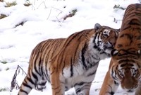 Và nếu có lúc trái tim anh từng yếu đuối...