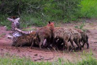 Ngựa vằn run rẩy trong vòng vây của bầy linh cẩu đói khát