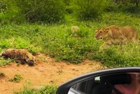 Nơi không một loài động vật dám có "một giấc ngủ yên"