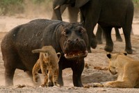 Hà mã già "gân" uốn nắn bầy sư tử hỗn láo