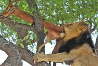 Phải trèo lên tận ngọn cây cao để kiếm thức ăn, sư tử đực "kiêu hãnh" vẫn bị cướp như thường