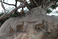 Bí quyết gì có thể khiến bầy linh dương "dửng dưng" trước sự săn đuổi của đàn chó hoang