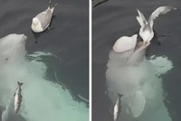 Màn kết bạn không thể "dễ thương" được hơn của cá voi beluga dành cho chú chim mòng biển