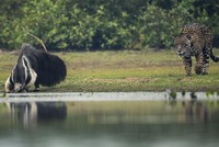 Màn săn mồi gây rối trí người xem nhất từ trước đến nay của "thợ săn" báo đốm