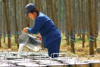Giá mủ cao su đang tăng mạnh so với đầu năm.