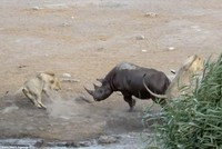 Một mình tê giác "tả xung hữu đột" giữa đàn sư tử