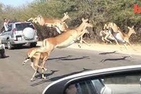 Linh dương chạy như bay, nhảy cả vào xe của khách du lịch do bị báo săn đuổi