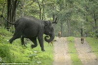 Bảo vệ con nhỏ, một mình voi mẹ "quần thảo" giữa bầy sói lửa hung tợn