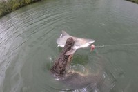 Cá sấu "thịt" cá mập theo cách khó ai có thể tưởng tượng được